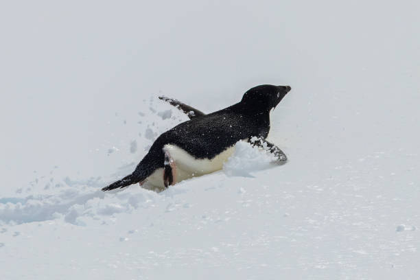 istock Adelie penguin swimming through snow. Flippers spread. 2148769033