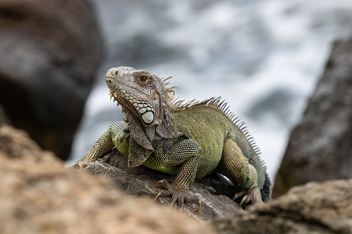 Green Iguana (Iguana iguana) standing on rocks, the shore of Aruba. Looking at the camera. Ocean in the background.