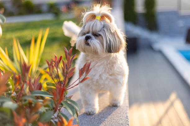 Groomed shih tzu outdoor portrait