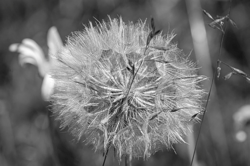 dandelion in black and white in the meadow