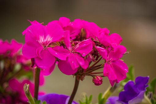 the colors of geranium in summer