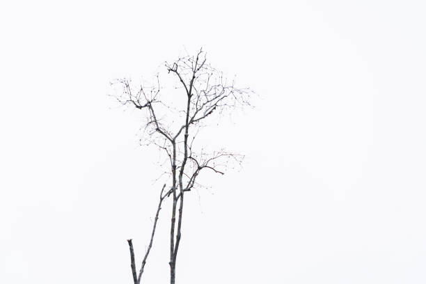 Photograph of tree branches with white background