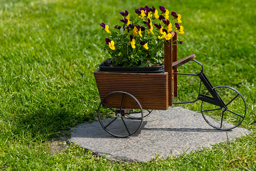 a tricycle decoration as a flower pot in a garden in the spring