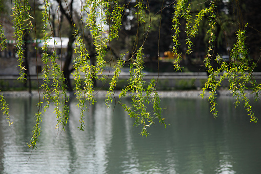 Front  view of weeping willow leaf at waterfront