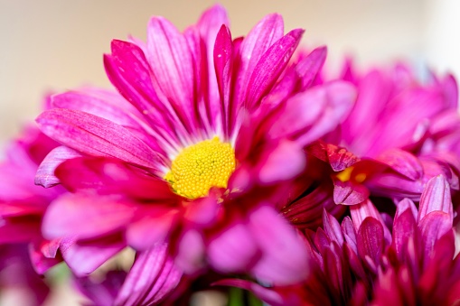 Macro picture of a purple chrysanthemum disk (seeds) and rays (petals) featuring the individual parts of the flower