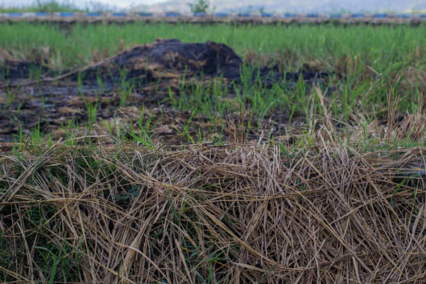 istock Haystacks on the edge of a rice field in the mountains 2148771009