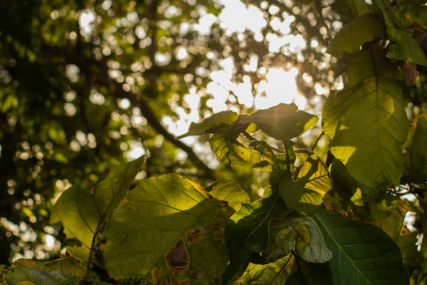 Teak leaves exposed to the glowing sunset light