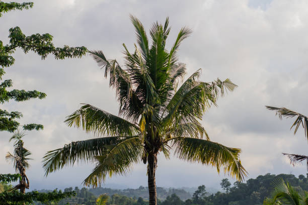 istock Coconut trees exposed to sunlight on a high mountain 2148771348