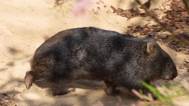 Close up of wombat in motion