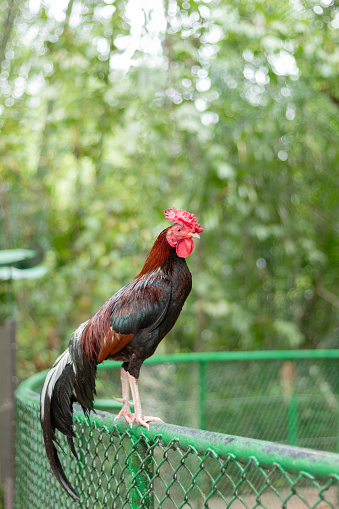 A beautiful fighting rooster perched on a green fence with an out-of-focus nature background. Animals at the zoo.