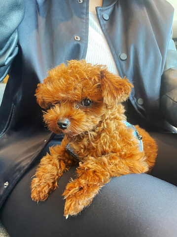 A Teacup poodle is is lying down on her owner's lap!
