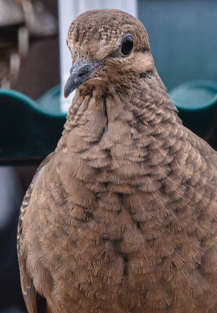 istock A Mourning Dove arrives on the backyard deck 2148772501