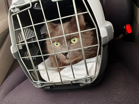 a gray cat sits in a pet carrier on the seat of a car, for transportation in a car to a veterinarian for examination and treatment