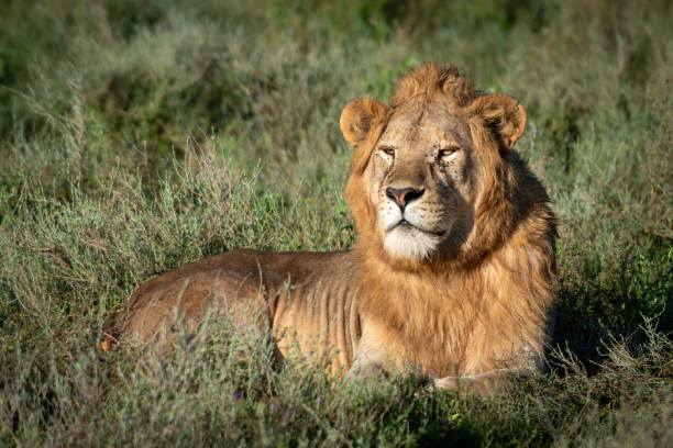 istock Stoic Lion Basking in Tanzania's Sunlight 2148772590
