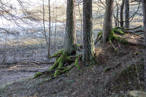 istock .A forest of trees overgrown with moss in the morning 2148772983