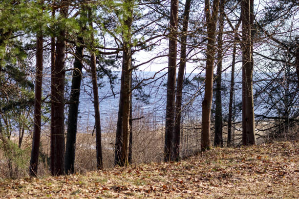 trees in a forest with blue lake water through the trees