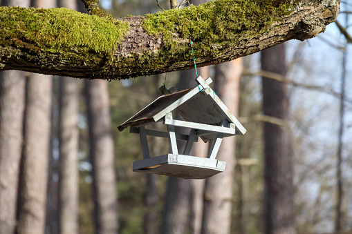 a wooden birdhouse on a branch overgrown with green moss