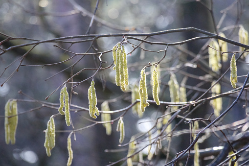 Budding tree branches in green color