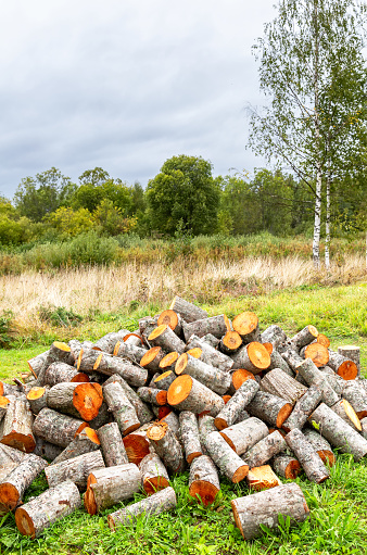 Sawn wood outdoors in summer. Preparing firewood for the winter. Pile of firewood on the grass