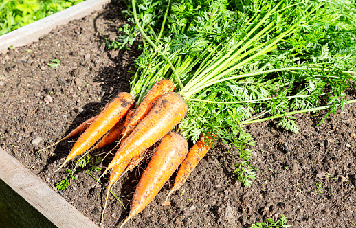 Harvested organic ripe carrots grown locally at the vegetable garden. Carrots harvested on the plantation. Ecological healthy vegetarian food