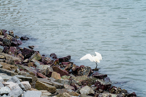 Country Garden Shili Silver Beach, Huidong County, Huizhou City, sea water, close-up of a heron perched on a rock