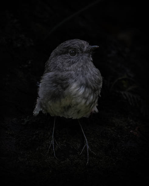 Black background Stewart Island Robin close up shot