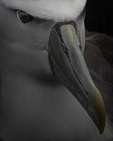 Black background White-capped Albatross close up shot