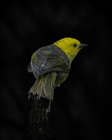 Black background yellowhead mohua close up shot