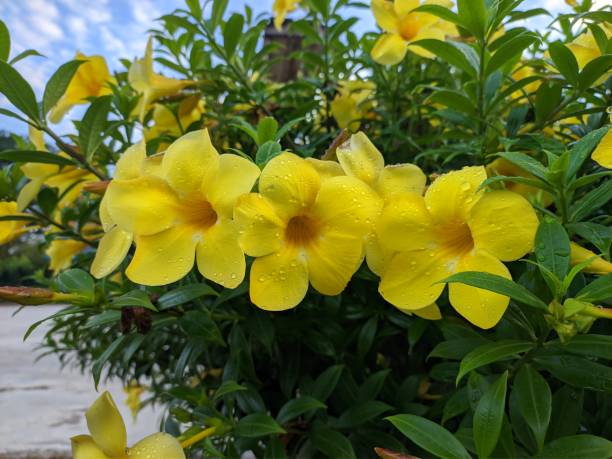 istock Allamanda Cathartica flower in the morning 2148774938