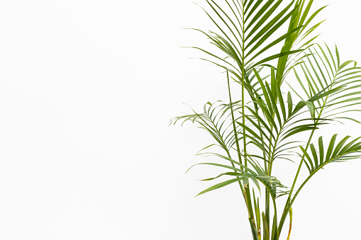 Cataract palm over white background with blank space for text