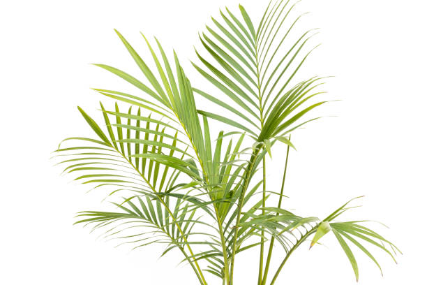 istock Beautiful leaves of a cascade palm over white background 2148776038