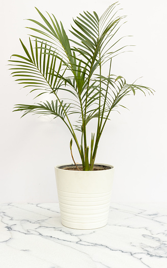 A beautiful cat palm in white ceramic pot with copy space