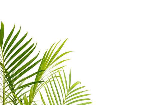 Beautiful indoor cascade palm plant leaves closeup isolated on white background with space for text