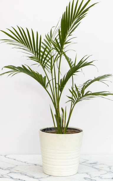 istock Chamaedorea cataractarum is a small attractive trunkless clumping palm in a white ceramic pot 2148776065