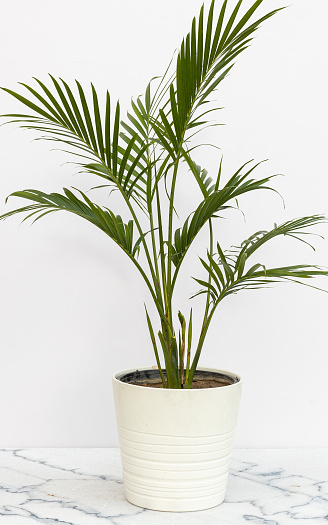 Chamaedorea cataractarum is a small attractive trunkless clumping palm in a white ceramic pot