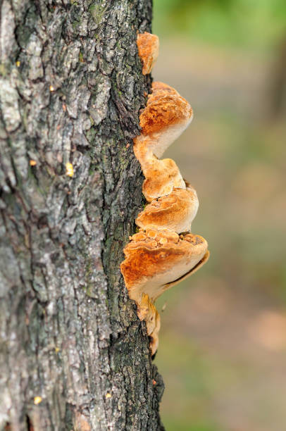 istock Orange Fungi on a Tree Trunk 2148776681