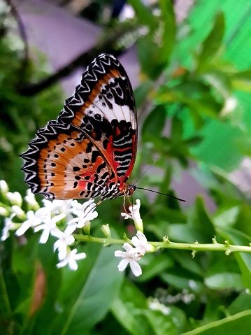 Beautiful butterfly in Singapore airport butterfly park