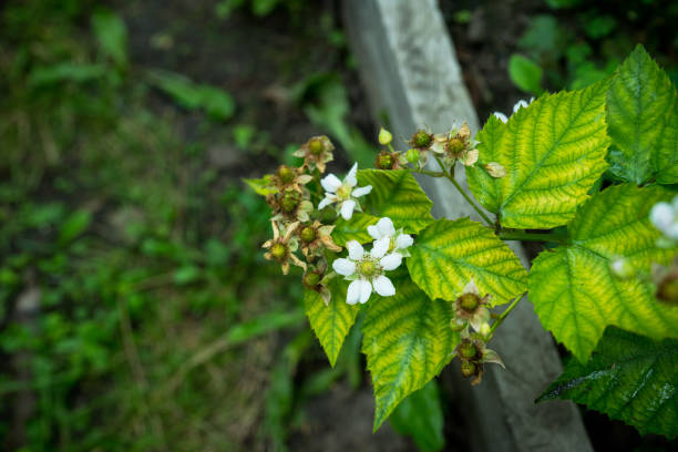 Blackberry (Rubus fruticosus) flowers in Winter, home to insects.