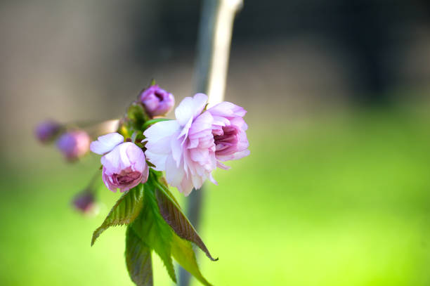 Blooming pink sakura blossoms, spring blossom background with free copy space