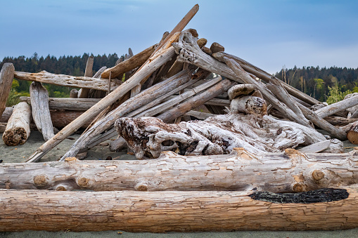 A driftwood shelter along the shores of Island View Beach located on southern Vancouver Island.
