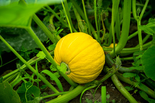 Pumpkin growth in the garden. Selective focus.