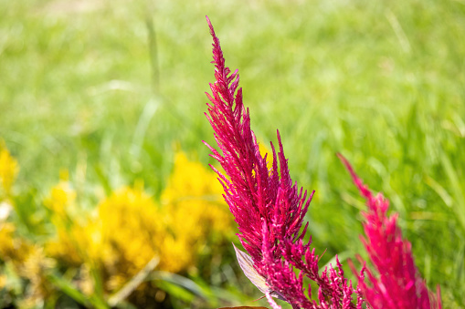 Close-up of beautiful cockscomb (Celosia cristata) flower in the garden with a blurred background.