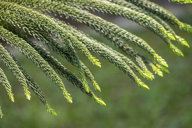 istock Green pine leaves with pointed ends sagging into a bunch. It is also known as the Araucaria heterophylla, house pine, living Christmas tree, Polynesian pine, star pine, and triangle tree. 2148780030