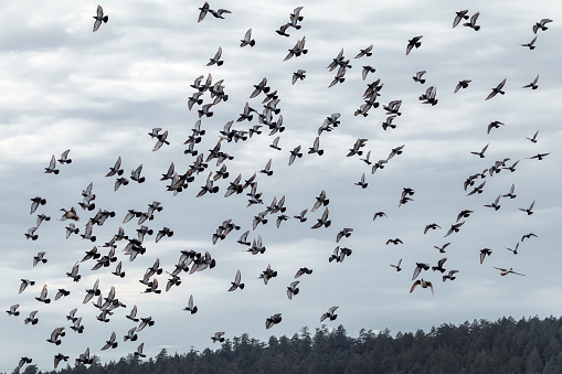 A large flock of Pigeons flying above.