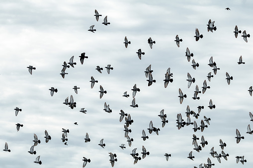 A large flock of Pigeons flying above.