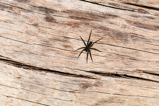 A black spider on driftwood at the beach.