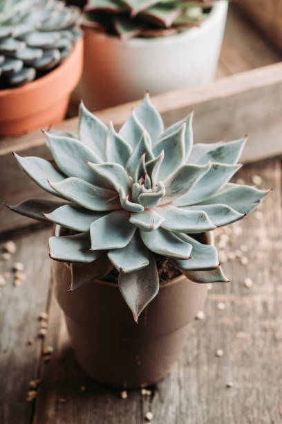 istock Small succulent plant on the rustic background 2148780381