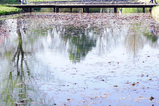 Cherry blossom petals floating on water