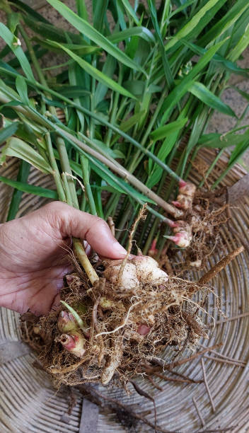 istock Harvesting organic ginger fresh from the ground 2148782212