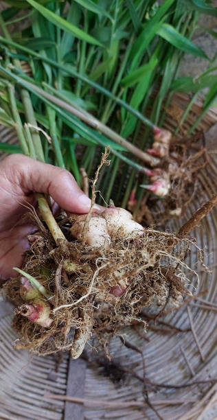 istock Harvesting organic ginger fresh from the ground 2148782224